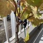 【No5:収穫】ベランダ鉢植えワイン用ぶどう栽培日誌（カベルネ・ソーヴィニョン）